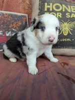 Ruby bmm harlequin, a male Miniature American Shepherd for sale in Cave City, KY – 6 of 9