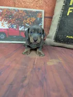 Dolly blue akc smooth female , a female Miniature Dachshund for sale in Cave City, KY – 4 of 8
