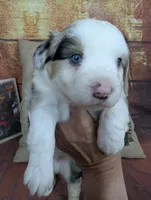 Ruby bmm harlequin, a male Miniature American Shepherd for sale in Cave City, KY – 3 of 9