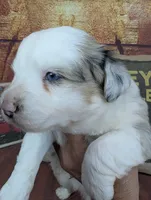 Ruby bmm harlequin, a male Miniature American Shepherd for sale in Cave City, KY – 4 of 9
