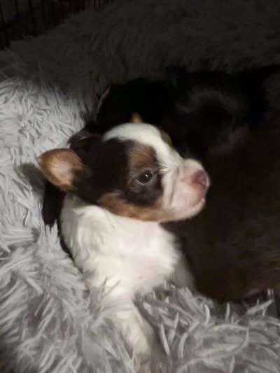 Sundae, a female Yorkshire Terrier for sale in Liberty Hill, TX – 3 of 4