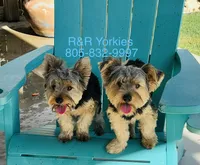 Bo (price for pair), a male Yorkshire Terrier for sale in Liberty Hill, TX – 5 of 5