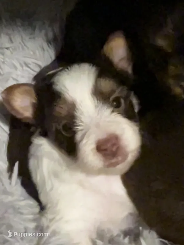 Sundae – Yorkshire Terrier puppy for sale in Liberty Hill, TX