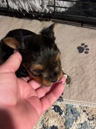 Rex, a male Yorkshire Terrier for sale in Liberty Hill, TX – 2 of 4