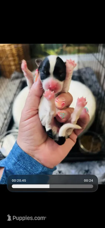 Cookie – Yorkshire Terrier puppy for sale in Liberty Hill, TX