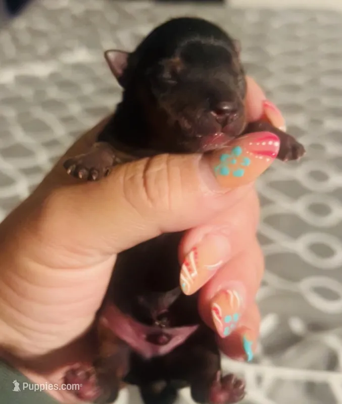 Rex – Yorkshire Terrier puppy for sale in Liberty Hill, TX