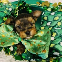 Squirt , a male Yorkshire Terrier for sale in Liberty Hill, TX – 1 of 1