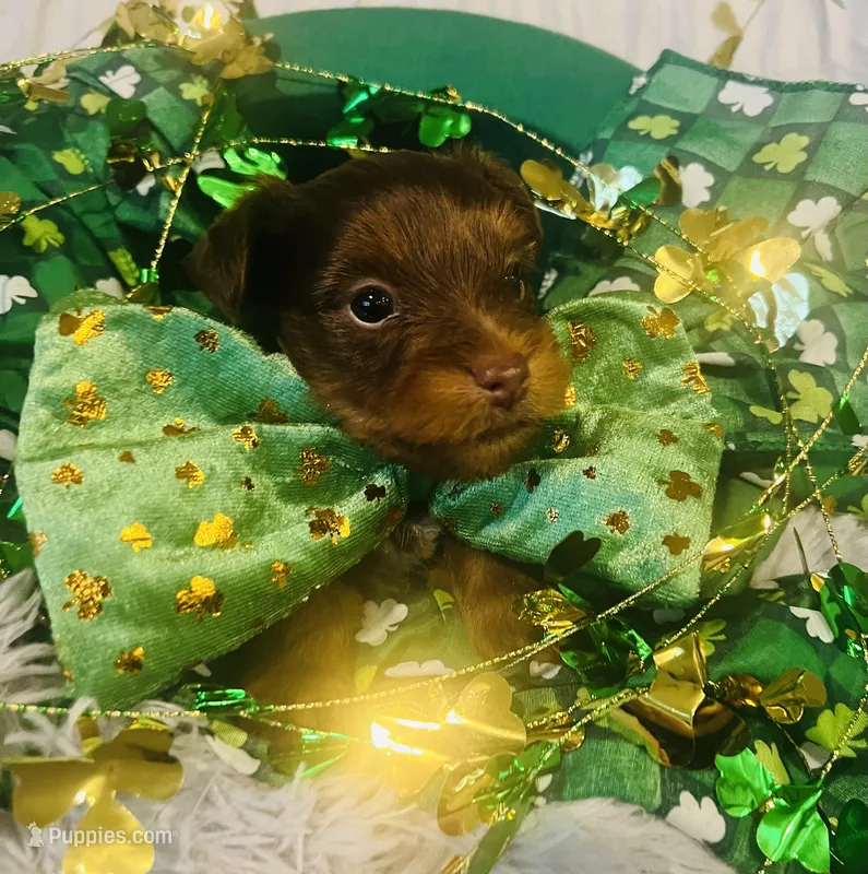 Snickers  – Yorkshire Terrier puppy for sale in Liberty Hill, TX