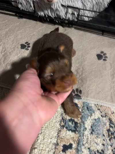 Almond, a male Yorkshire Terrier for sale in Liberty Hill, TX – 5 of 6
