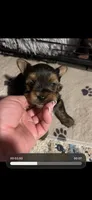 Rex, a male Yorkshire Terrier for sale in Liberty Hill, TX – 3 of 4