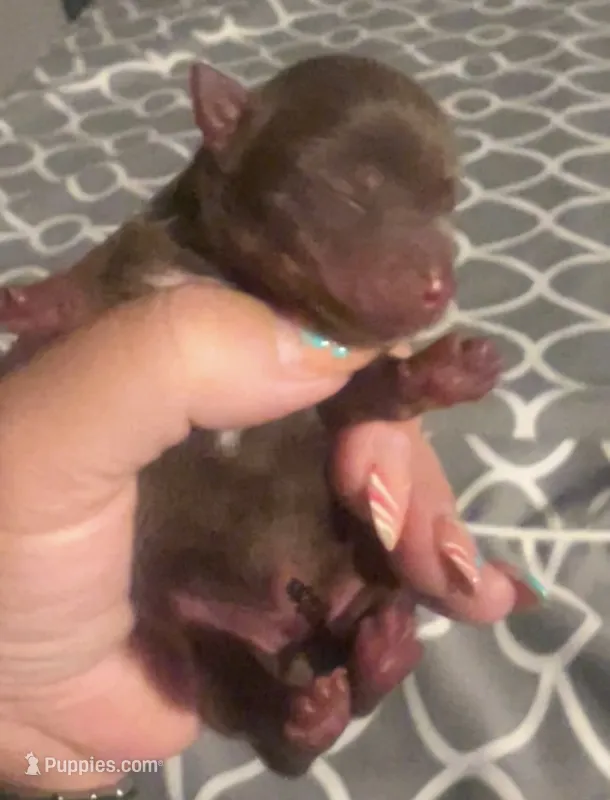 Almond – Yorkshire Terrier puppy for sale in Liberty Hill, TX