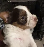 Sundae, a female Yorkshire Terrier for sale in Liberty Hill, TX – 4 of 4