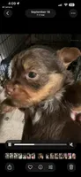 Almond, a male Yorkshire Terrier for sale in Liberty Hill, TX – 3 of 6