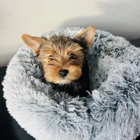 Sammy, a male Yorkshire Terrier for sale in Liberty Hill, TX – Photo 2 of 4