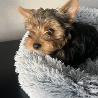 Sammy, a male Yorkshire Terrier for sale in Liberty Hill, TX – Photo 1 of 4