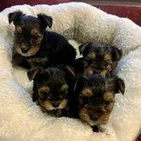 Sasha, a female Yorkshire Terrier for sale in Liberty Hill, TX – Photo 2 of 4