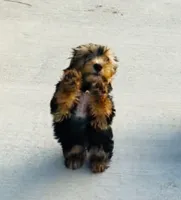 Sasha, a female Yorkshire Terrier for sale in Liberty Hill, TX – Photo 3 of 4