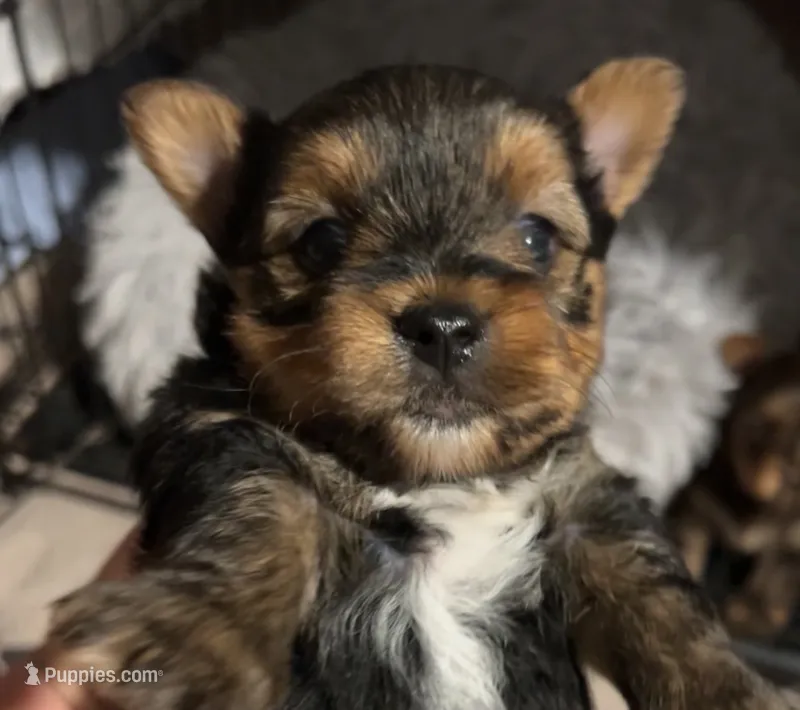 Rex – Yorkshire Terrier puppy for sale in Liberty Hill, TX