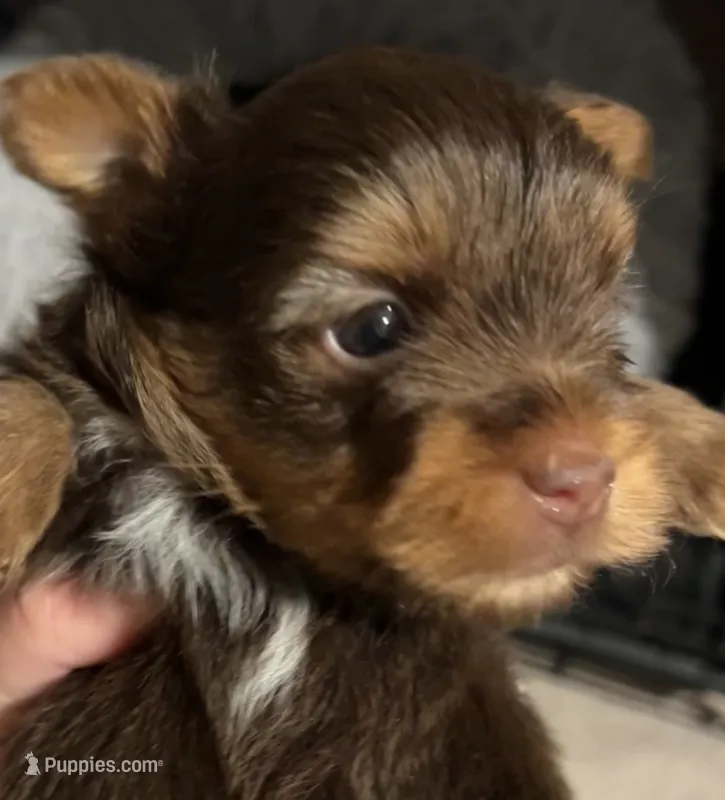 Almond – Yorkshire Terrier puppy for sale in Liberty Hill, TX