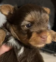 Almond, a male Yorkshire Terrier for sale in Liberty Hill, TX – 1 of 6