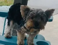 Luke (price for pair), a male Yorkshire Terrier for sale in Liberty Hill, TX – 4 of 7