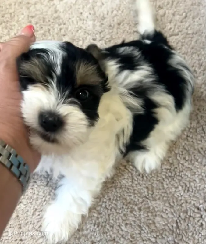 Oreo – Yorkshire Terrier puppy for sale in Liberty Hill, TX