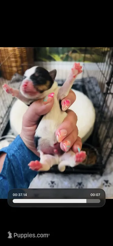Oreo – Yorkshire Terrier puppy for sale in Liberty Hill, TX