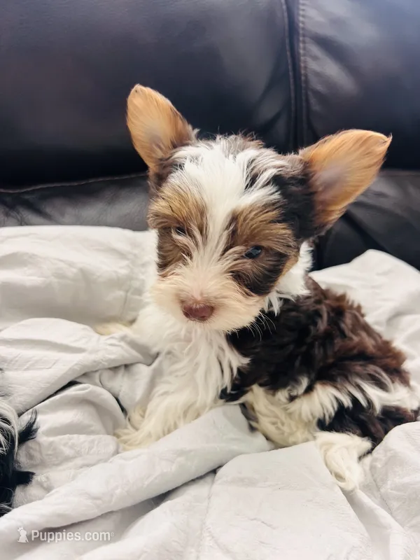 Sundae – Yorkshire Terrier puppy for sale in Liberty Hill, TX