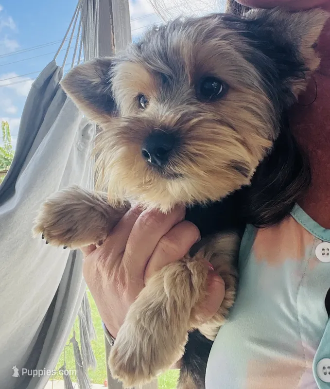 Squirt  – Yorkshire Terrier puppy for sale in Liberty Hill, TX