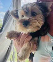 Squirt , a male Yorkshire Terrier for sale in Liberty Hill, TX – 1 of 3