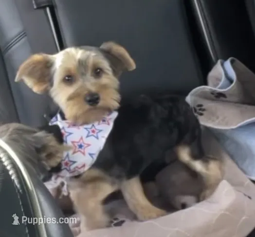 Chewy – Yorkshire Terrier puppy for sale in Liberty Hill, TX