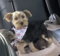 Chewy, a male Yorkshire Terrier for sale in Liberty Hill, TX – 1 of 3