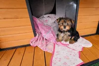 Chewy, a male Yorkshire Terrier for sale in Liberty Hill, TX – 3 of 3