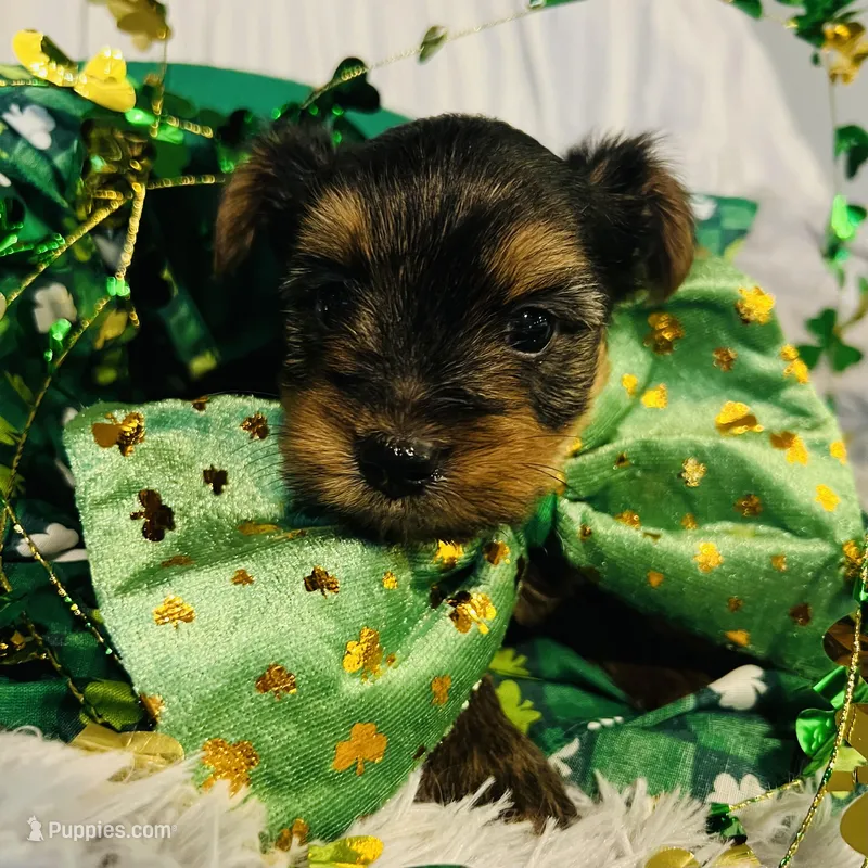 Chewy – Yorkshire Terrier puppy for sale in Liberty Hill, TX