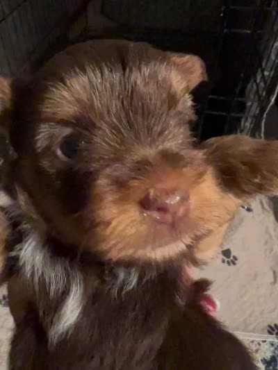 Almond, a male Yorkshire Terrier for sale in Liberty Hill, TX – 2 of 6