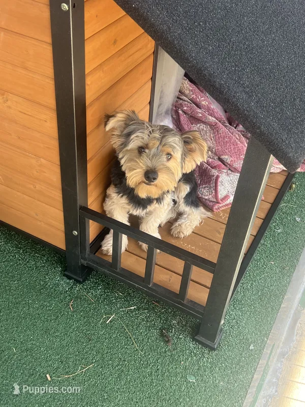 Bo (price for pair) – Yorkshire Terrier puppy for sale in Liberty Hill, TX