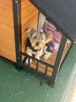 Bo (price for pair), a male Yorkshire Terrier for sale in Liberty Hill, TX – 1 of 5