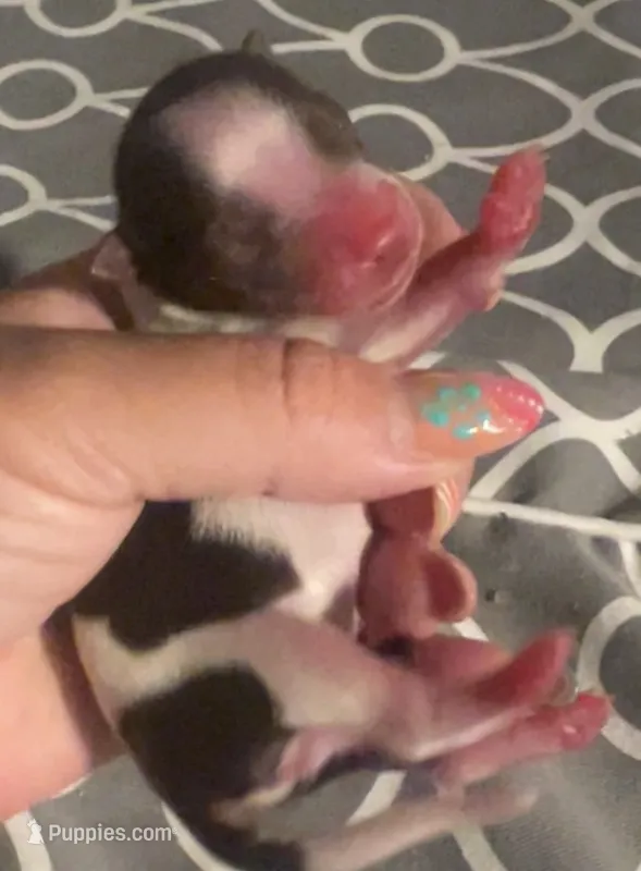 Sundae – Yorkshire Terrier puppy for sale in Liberty Hill, TX