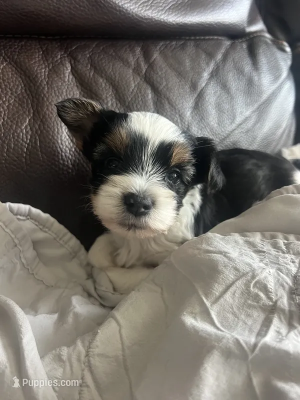 Cookie – Yorkshire Terrier puppy for sale in Liberty Hill, TX