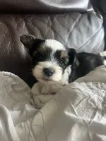 Cookie, a female Yorkshire Terrier for sale in Liberty Hill, TX – 2 of 2