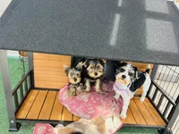 Squirt , a male Yorkshire Terrier for sale in Liberty Hill, TX – 3 of 3