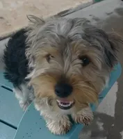 Luke (price for pair), a male Yorkshire Terrier for sale in Liberty Hill, TX – 6 of 7