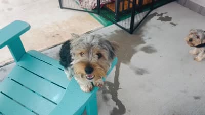 Luke (price for pair), a male Yorkshire Terrier for sale in Liberty Hill, TX – 5 of 7