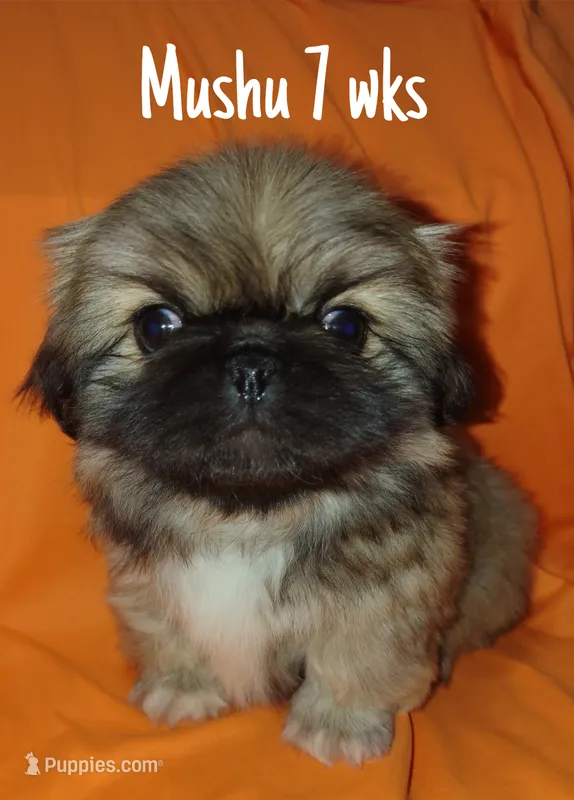 AKC Mushu – Pekingese puppy for sale in Farmington, AR