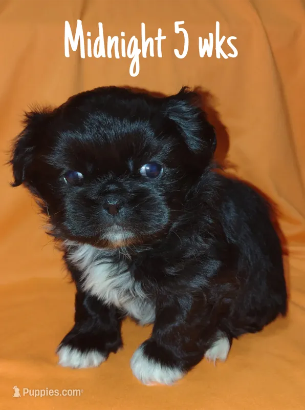AKC Midnight – Pekingese puppy for sale in Farmington, AR
