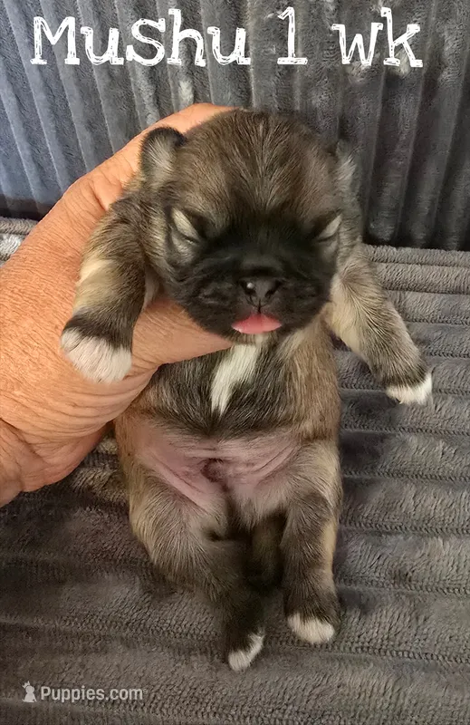 Mushu – Pekingese puppy for sale in Farmington, AR