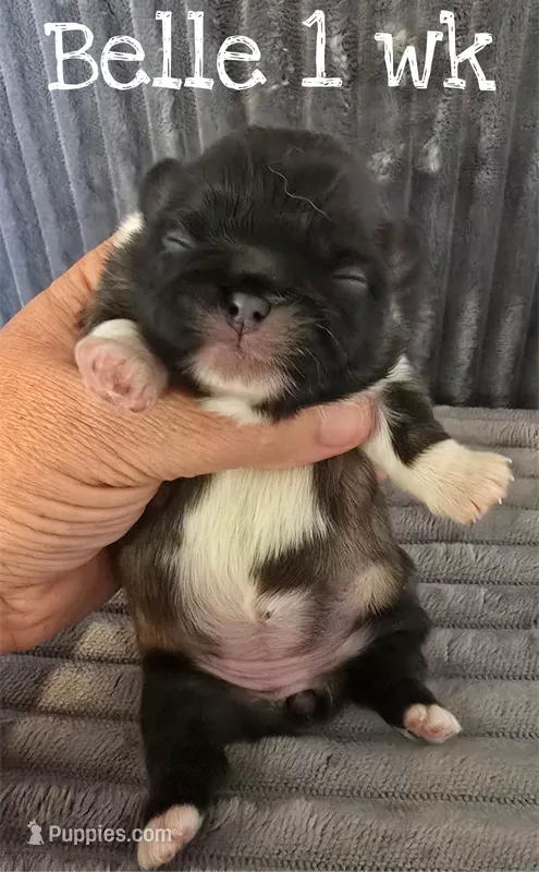 Belle – Pekingese puppy for sale in Farmington, AR