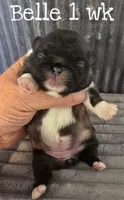 AKC Belle, a female Pekingese for sale in Farmington, AR – 1 of 5
