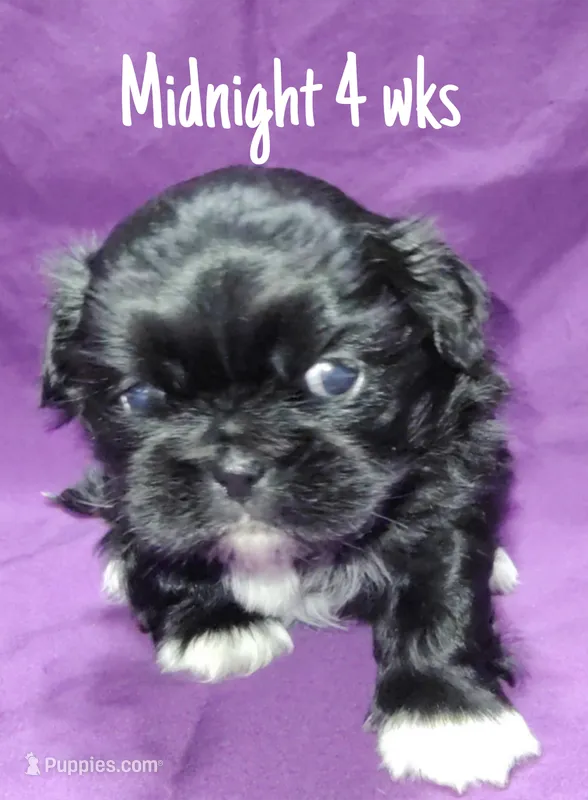 AKC Midnight – Pekingese puppy for sale in Farmington, AR