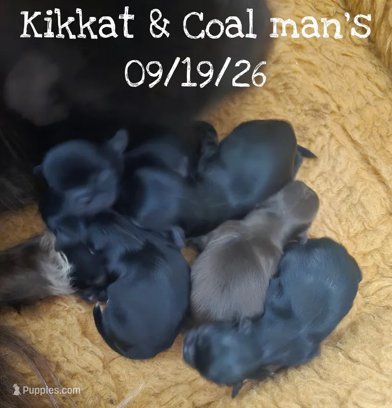 AKC Midnight – Pekingese puppy for sale in Farmington, AR